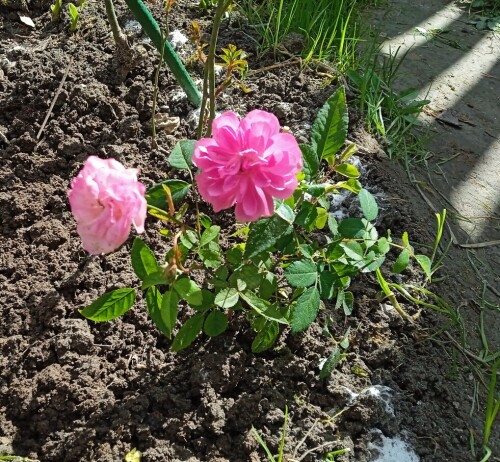 9 5 rose seedling