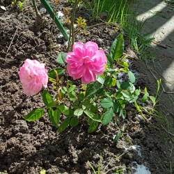 9-5-rose-seedling1a11cad0f3948615
