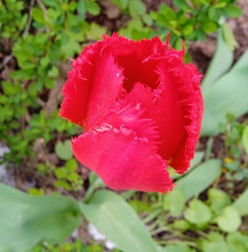 old red 9 may
