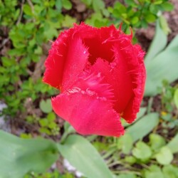 old-red-9-maya7cf046fff101130
