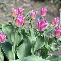 IMG_8327586586ee53759d31