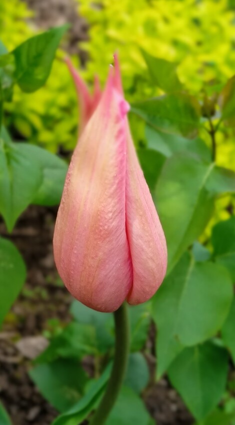 China-pink844e8274018c119b.jpg