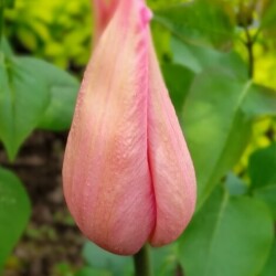 China-pink844e8274018c119b