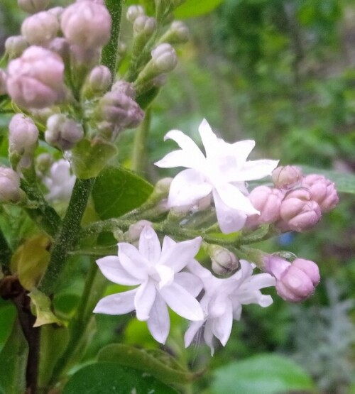 _lilac-no-name-18-mad81318b9f4c404e.jpg