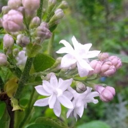 _lilac-no-name-18-mad81318b9f4c404e