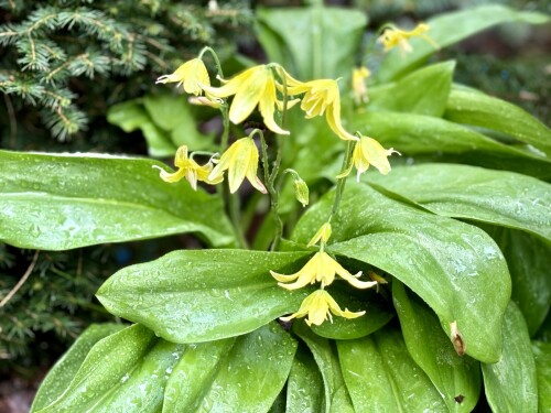 Erythronium Pagoda