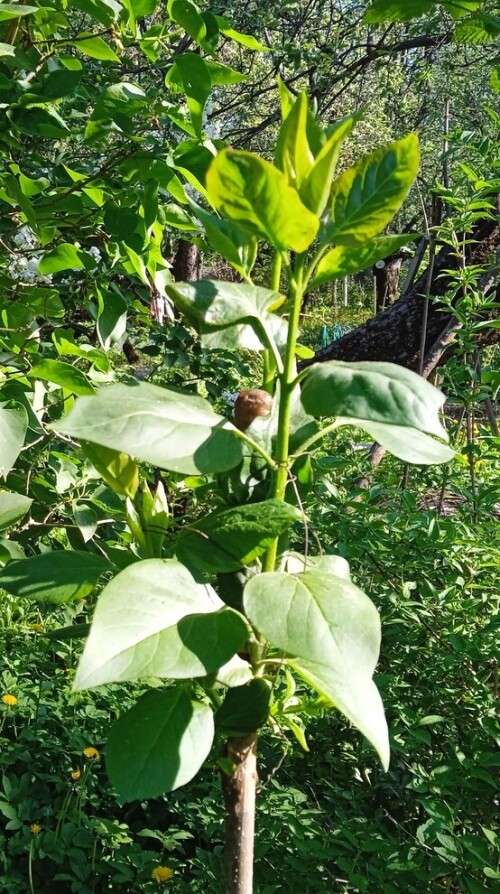 lilac-budding-23-m059f823eddaabd8e.jpg