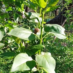 lilac-budding-23-m059f823eddaabd8e