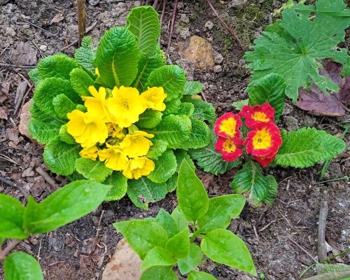 primula-1-18-m5102303c1fc95944.jpg