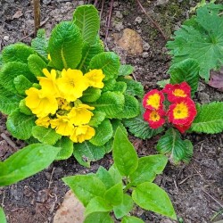 primula-1-18-m5102303c1fc95944