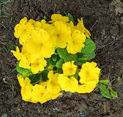 yellow-primula-may8911870dce3dd9a8.jpg