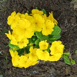 yellow-primula-may8911870dce3dd9a8