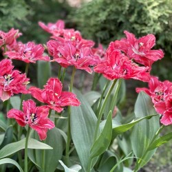 IMG_84764669ab528840bb66