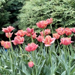 IMG_8490d2282624cf9904c1