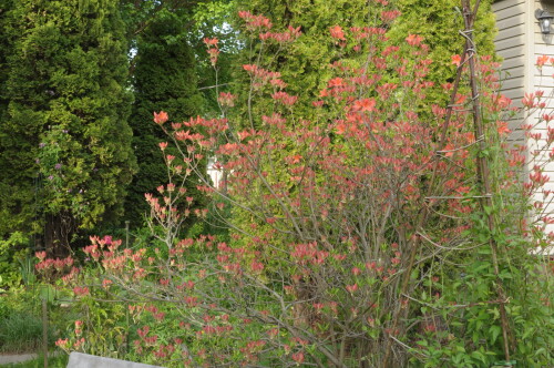 DSC_0508f484a64c2ec71f80.jpg