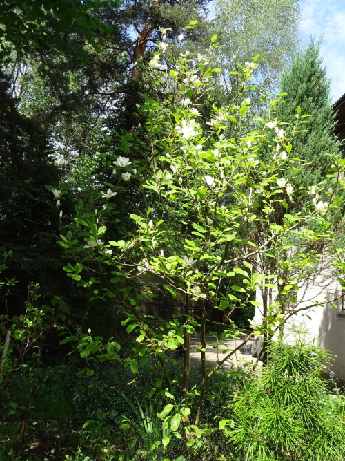 DSC094937d89bf4907b22c12.jpg