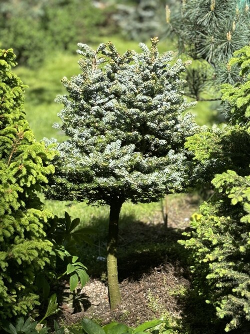 Abies koreana Kohout's Icebreaker