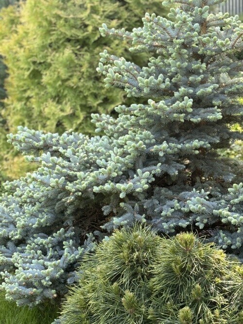 Picea pungens Glauca Globosa