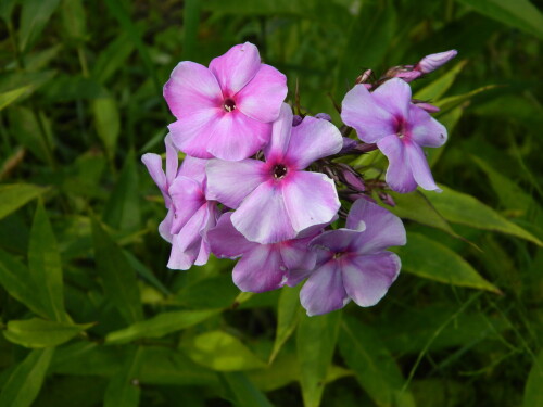 DSCN7990da5749fcf21fb9c6.jpg