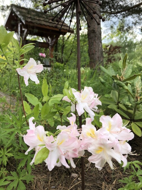  Azalea luteum 'Sylphides' (Knap-Hill)