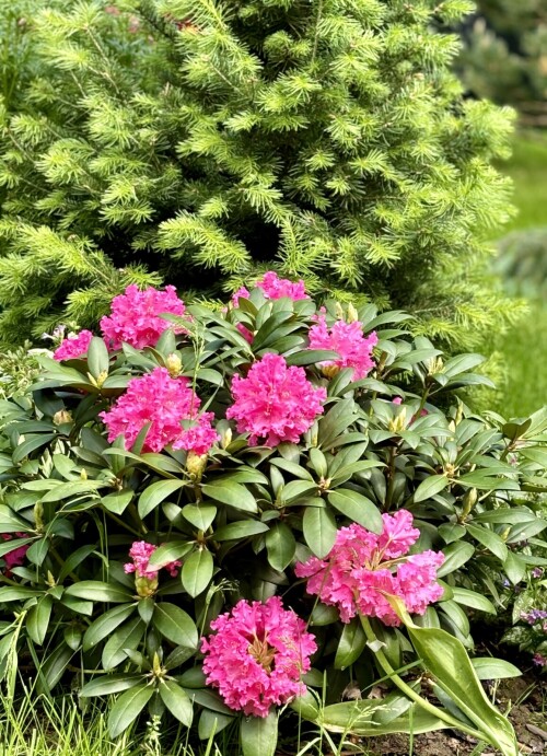 Rhododendron yak. Helgoland 2025