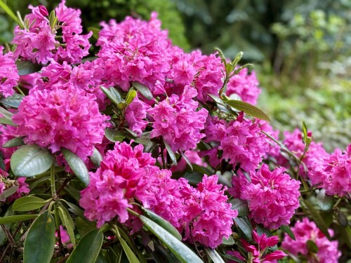 Rhododendron Haaga 2025