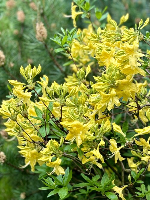 Rhododendron Anneke 2025