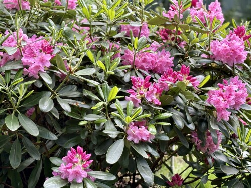 Rhododendron Helsinki University 2025