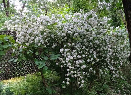 flowers-summer-julab4666f4fb724615.jpg