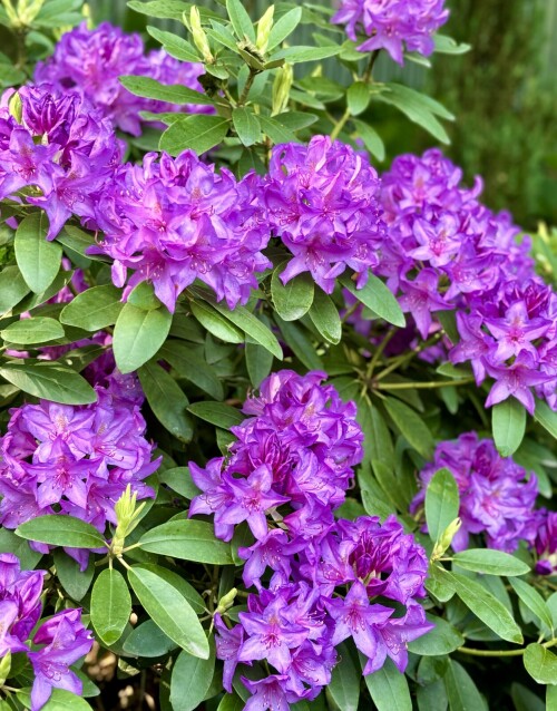Catawbiense Grandiflorum 25