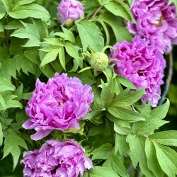 IMG_88074423fb564821e493