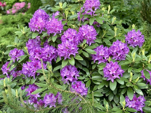 Catawbiense Grandiflorum 2025