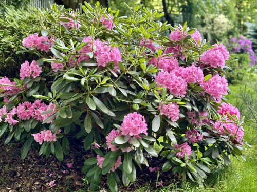 Rhododendron Helsinki University 2025
