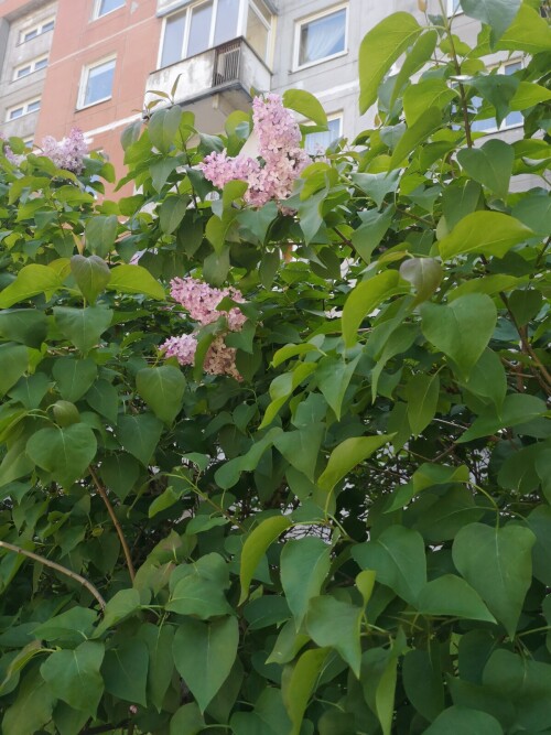 IMG 20250603 140452