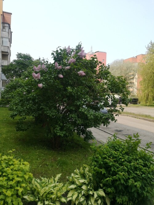 IMG 20250604 125837