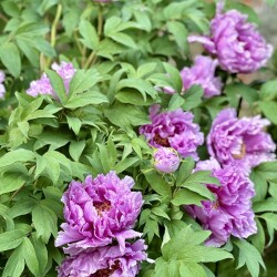 IMG_88516bc056e6b90bcc6a