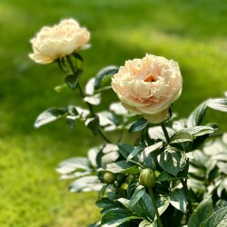 IMG_88529d7d9f168dafa05d