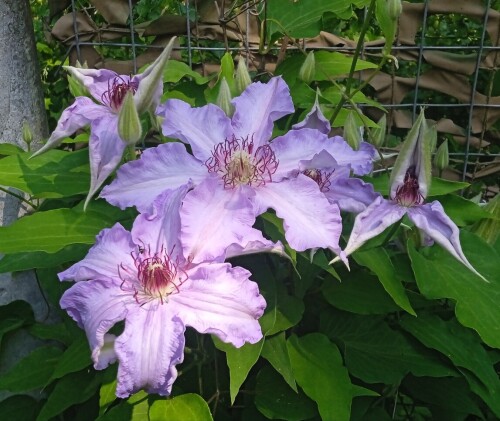 blue Clem 5 jun