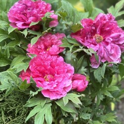 IMG_8861da5b87b6372dc396