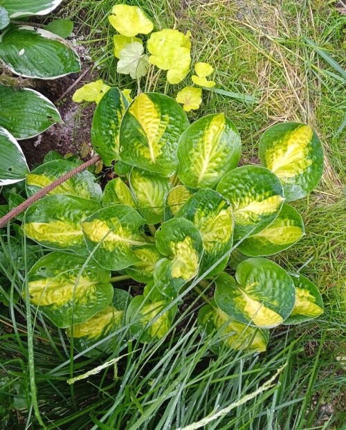 hosta comet