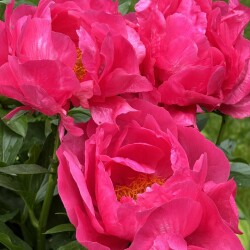 IMG_904082ca35bc46e34c54