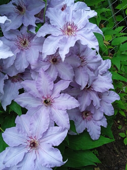 blue Clem 12 jun