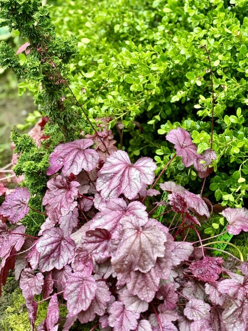 Heuchera Pink Panther
