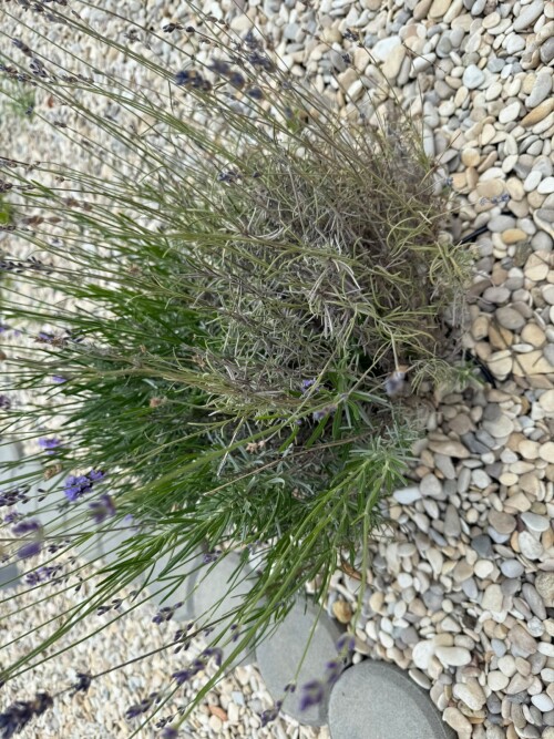 LAvanda