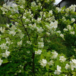 DSCN998550d86828c5264507