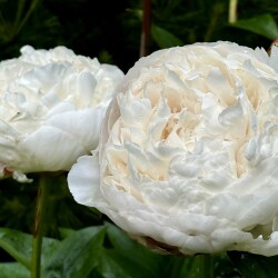 IMG_9188e356dcbc4a273c46