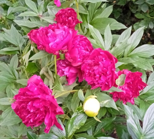 deep crimson peony