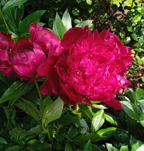 peony deep crimson