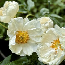 IMG_9470e032a9c66a16ecdb
