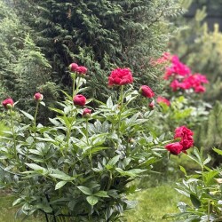 IMG_94935277159515758935